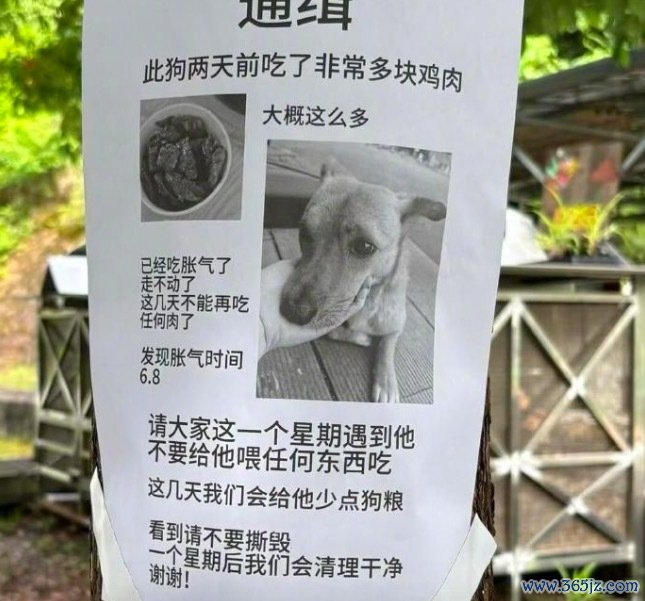 贪嘴狗被全校通缉 扩张强制“戒肉”