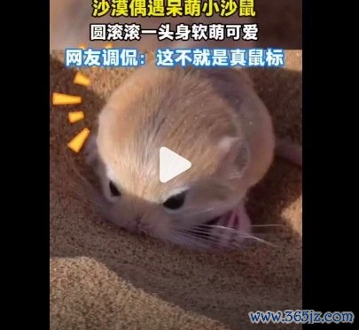 网友在沙漠偶遇呆萌小沙鼠