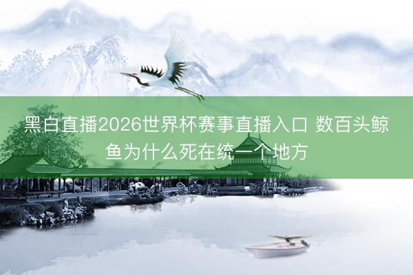 黑白直播2026世界杯赛事直播入口 数百头鲸鱼为什么死在统一个地方